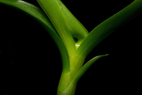 Dendrobium