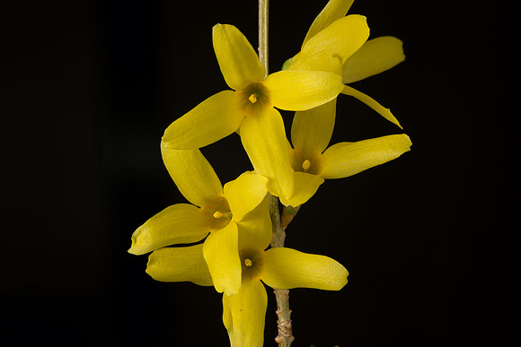 Forsythia
