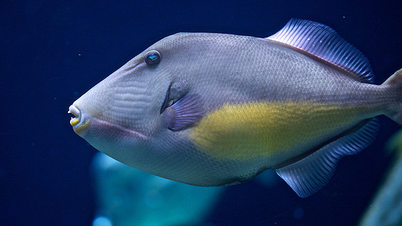 Orangeside triggerfish sufflamen verres 2