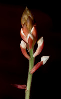 Ludisia Discolor 3