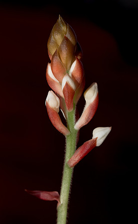 Ludisia Discolor 3