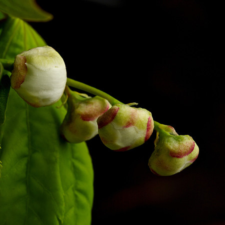 Prunus Domestica 'Stanley'