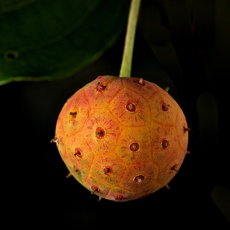Dogwood Fruit