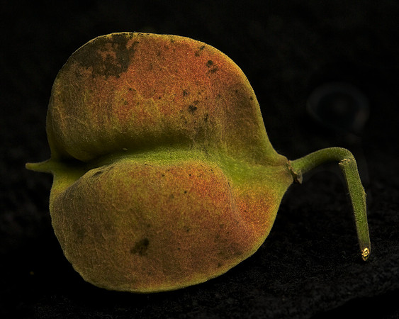 Mgambo Seed Pod