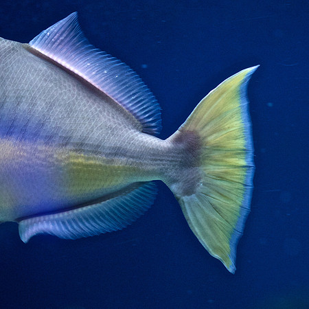 Scripps Aquarium (14)