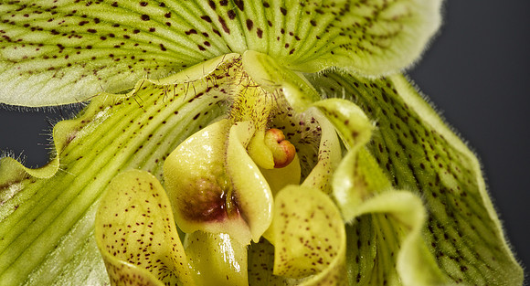 Paphiopedilum