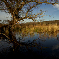 Sudbury River Tree