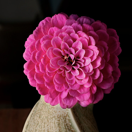 Zinnia
