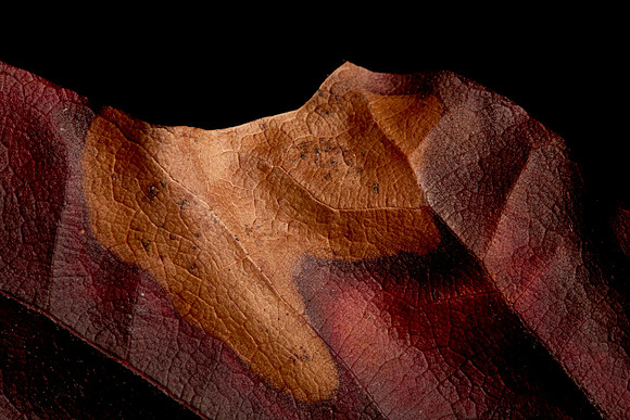 Oak II