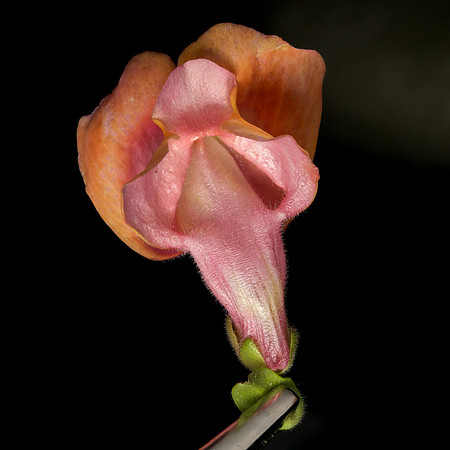 Snapdragon 2