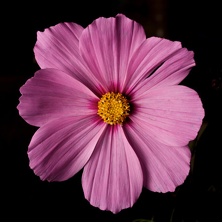 Cosmo