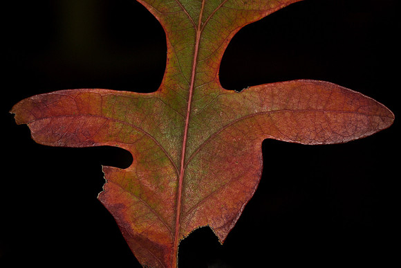 Fall Foliage-  Oak (1)
