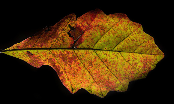 Quercus