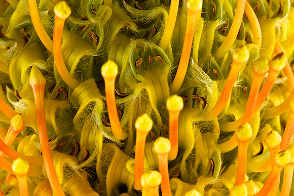 Protea (3)