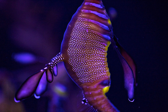 Weedy Seadragon - Phyllopteryx taeniolatus 3
