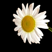 Wild Daisy