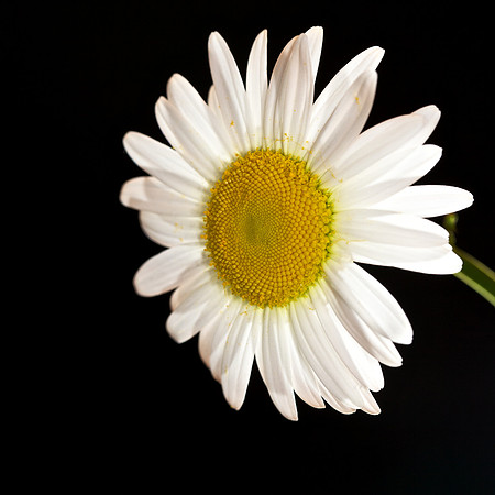 Wild Daisy