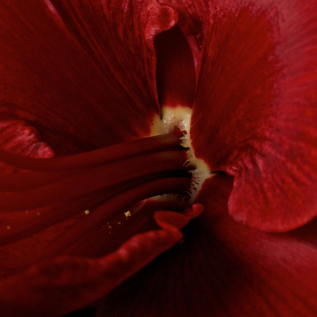 Amaryllis (4)