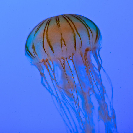 Japanese Sea Nettle