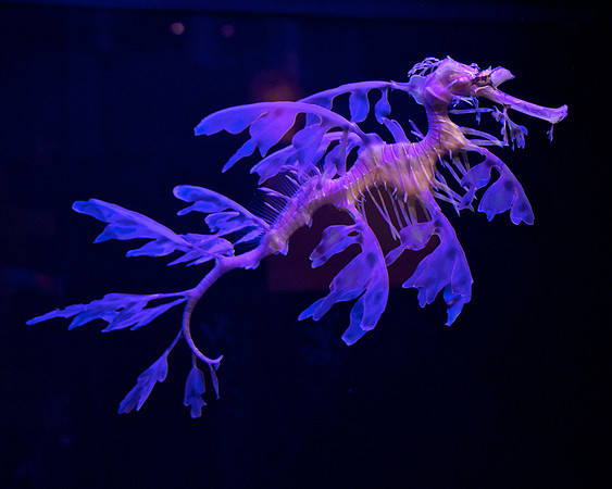 Leafy Seadragon (1)