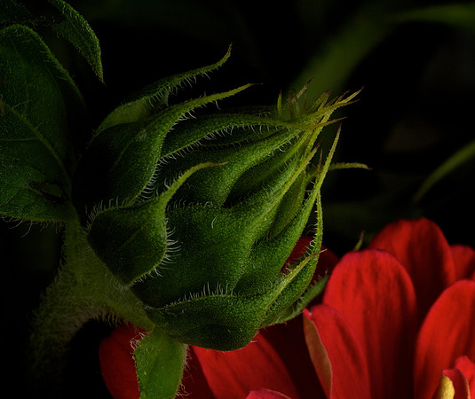 Blue Heron Sunflower bud