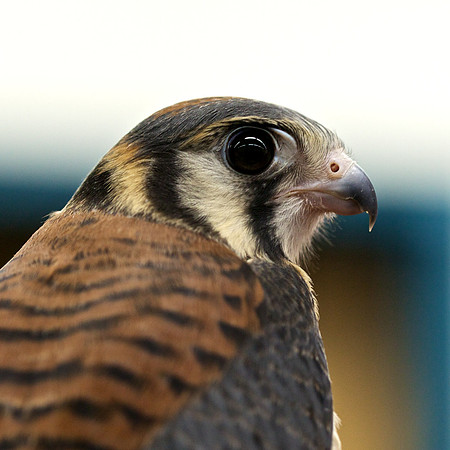 Kestrel I