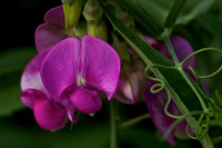 Sweet Pea
