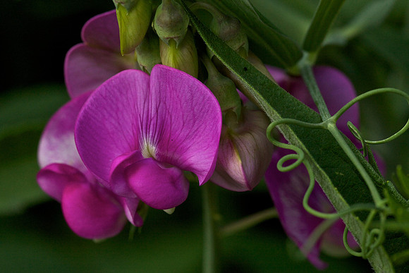 Sweet Pea