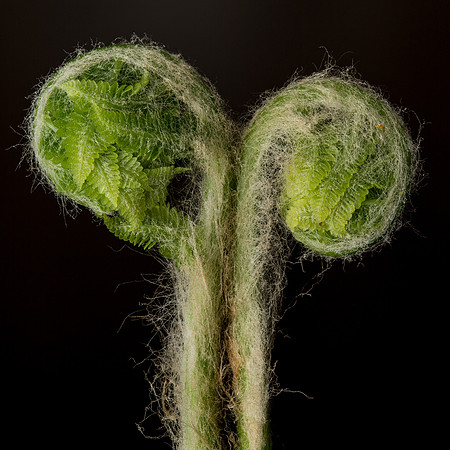 Botanicals-4
