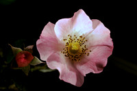 Summer Rose