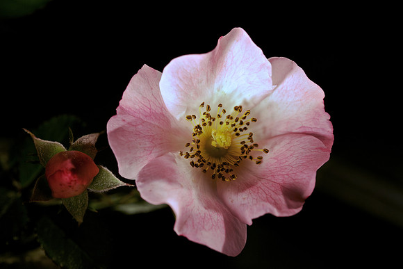 Summer Rose