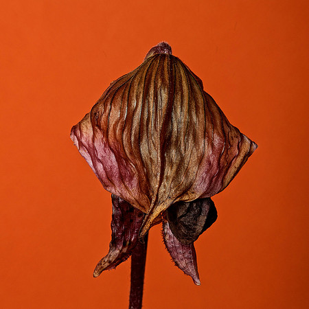 Wilted Paphiopedlum 2