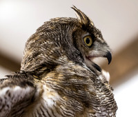 Owl-3