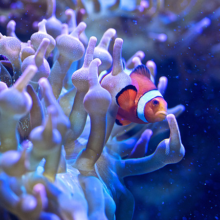 Amphiprion percula Orange clownfish