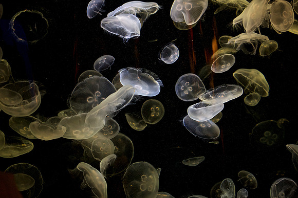 Aurelia Aurita European Moon Jellies