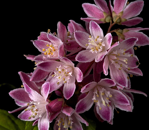 Deutzia