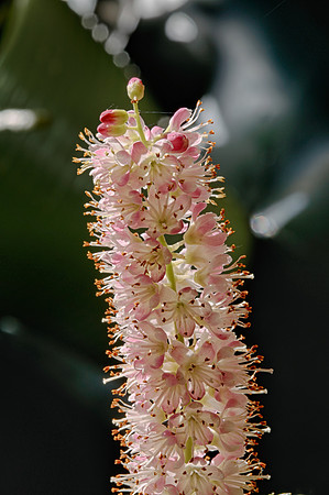 Cimicifuga