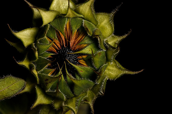 Blue Heron Sunflower Bud