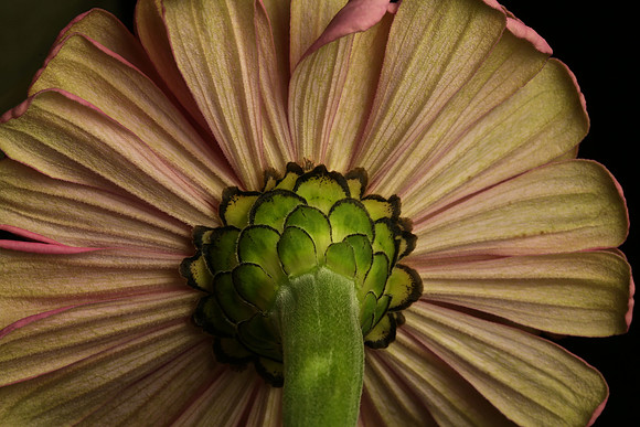 Pink Zinnia (1)