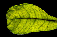 California Leaf