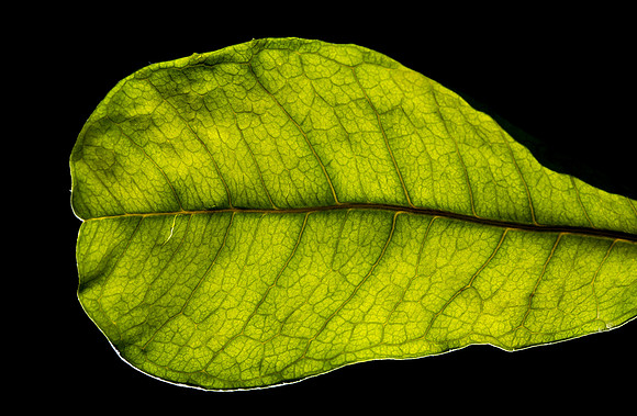 California Leaf