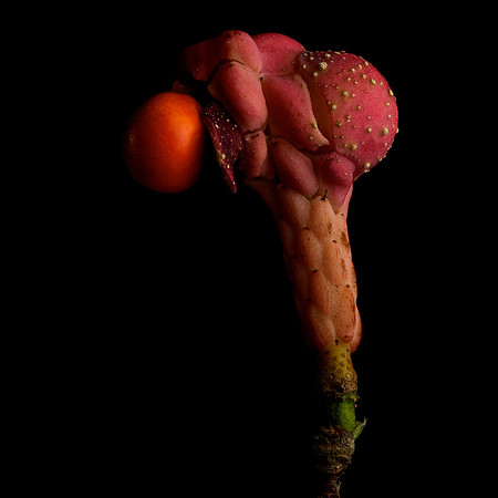 Magnolia