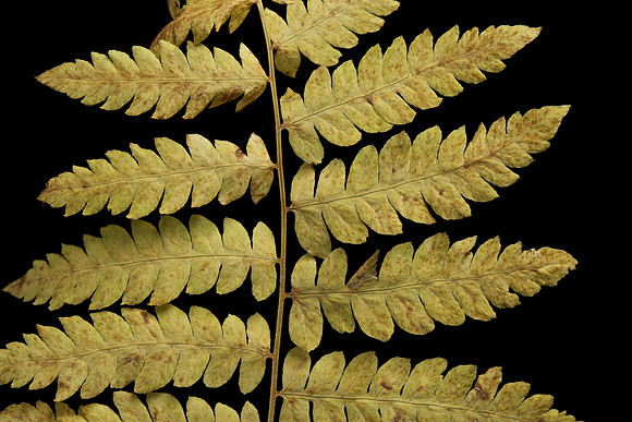 Fall Fern