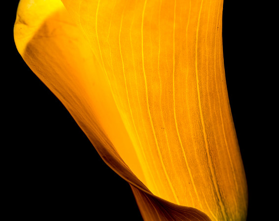 Calla-1