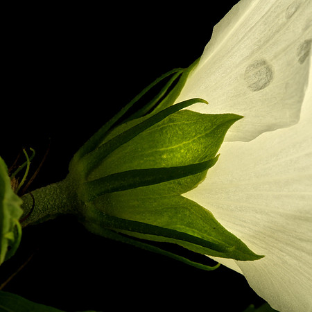 White Hibiscus