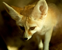 Fennec Fox