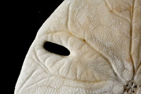 Sand Dollar (4)