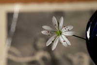 Wild Flower