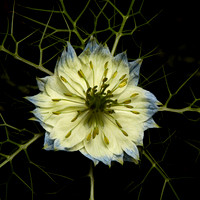 Nigella 3