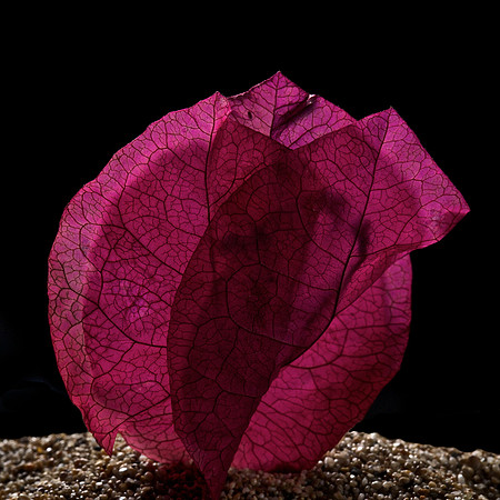 Dried Bougainvillea